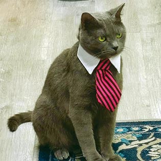 Bongo, house cat